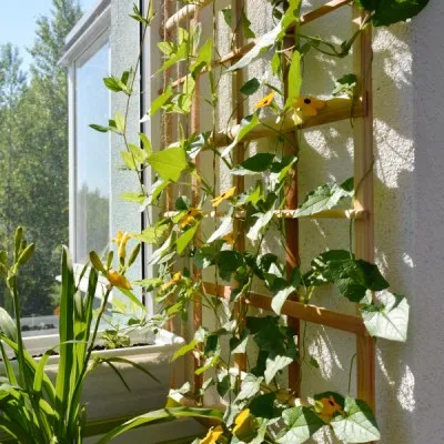 Wall-Mounted Trellises