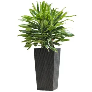 Outdoor Self-Watering Pots for Patios