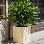 Outdoor planters