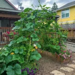 Arches and trellises