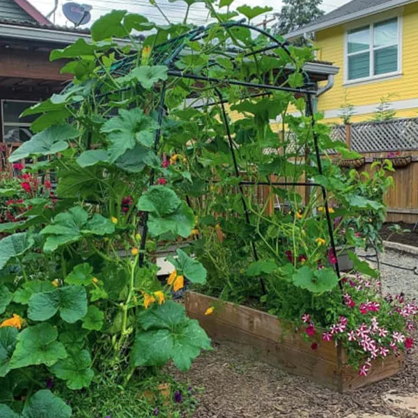 Pumpkin trellis tunnel supporting vigorous climbing vines