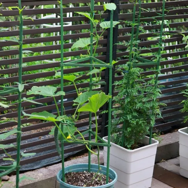 Triangular tomato plant support used in a patio planter