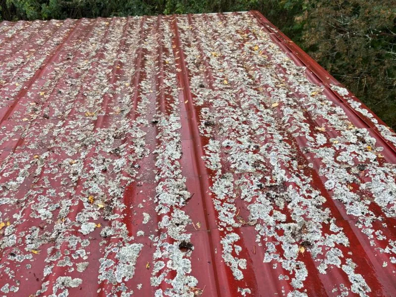 Sammaleen poisto peltikatolta
