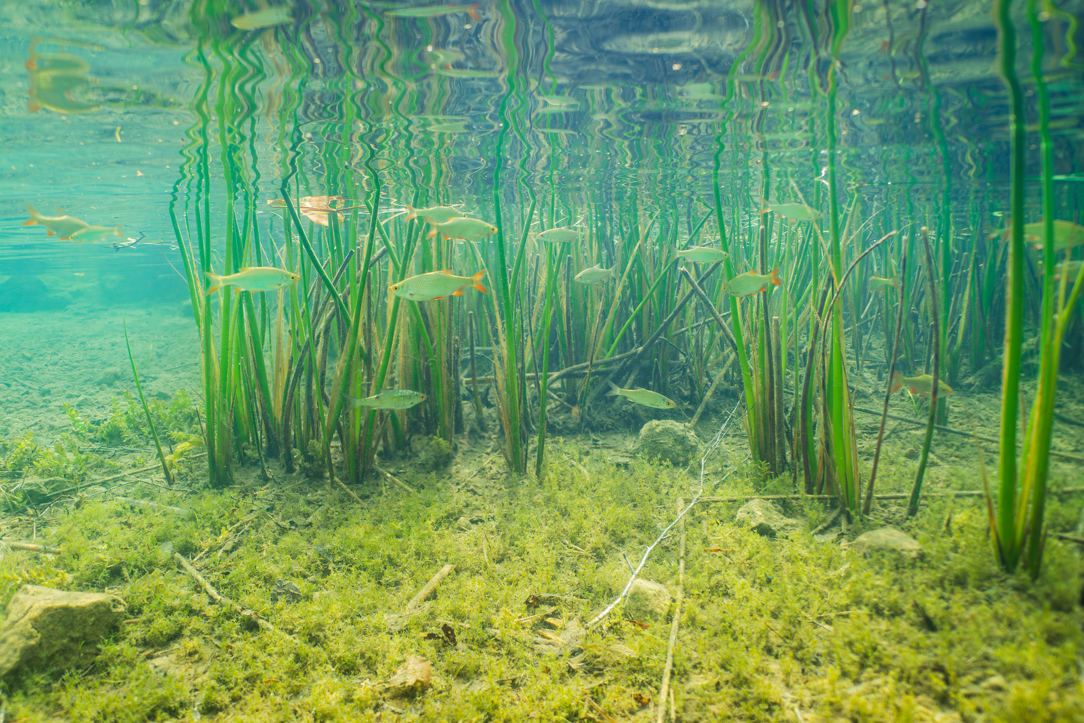 Fish swimming underwater with plants. Environmental DNA testing from Taxa Genomics can identify the species of fish and other organisms present.