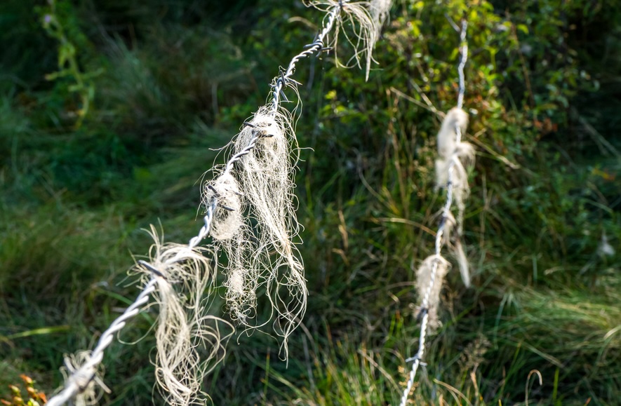 Fur that has been caught and left behind on a fence by an unknown species. DNA barcoding from Taxa Genomics will identify the species