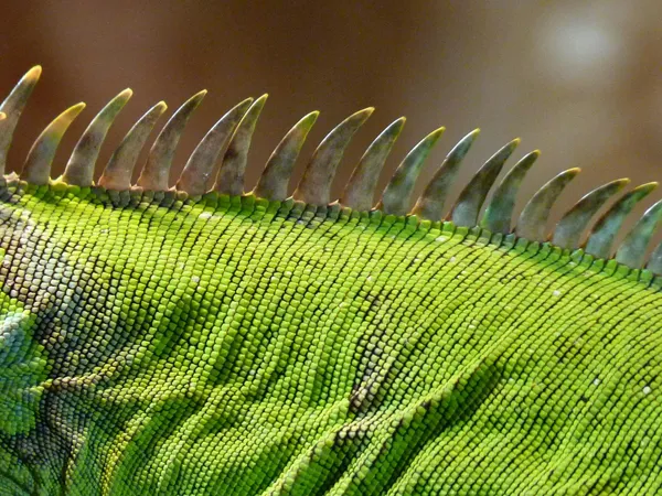 Il Cervello Rettiliano: Il nemico invisibile dietro lo stress da autocritica