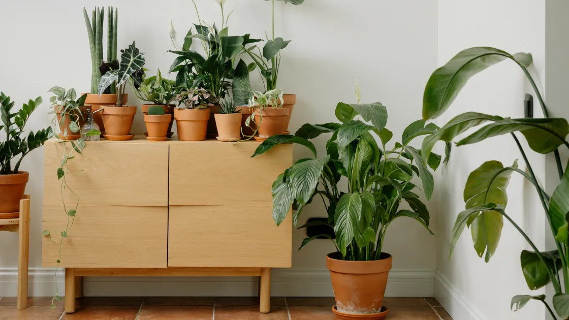 Feng Shui e benessere lavorativo: come armonizzare il tuo spazio per sentirti meglio (anche davanti al computer)