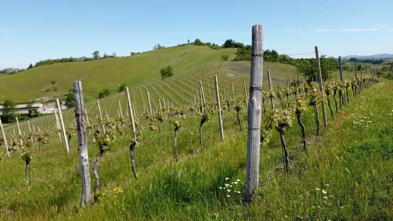 CTA STUDIO - Progetto di logo design per vini naturali