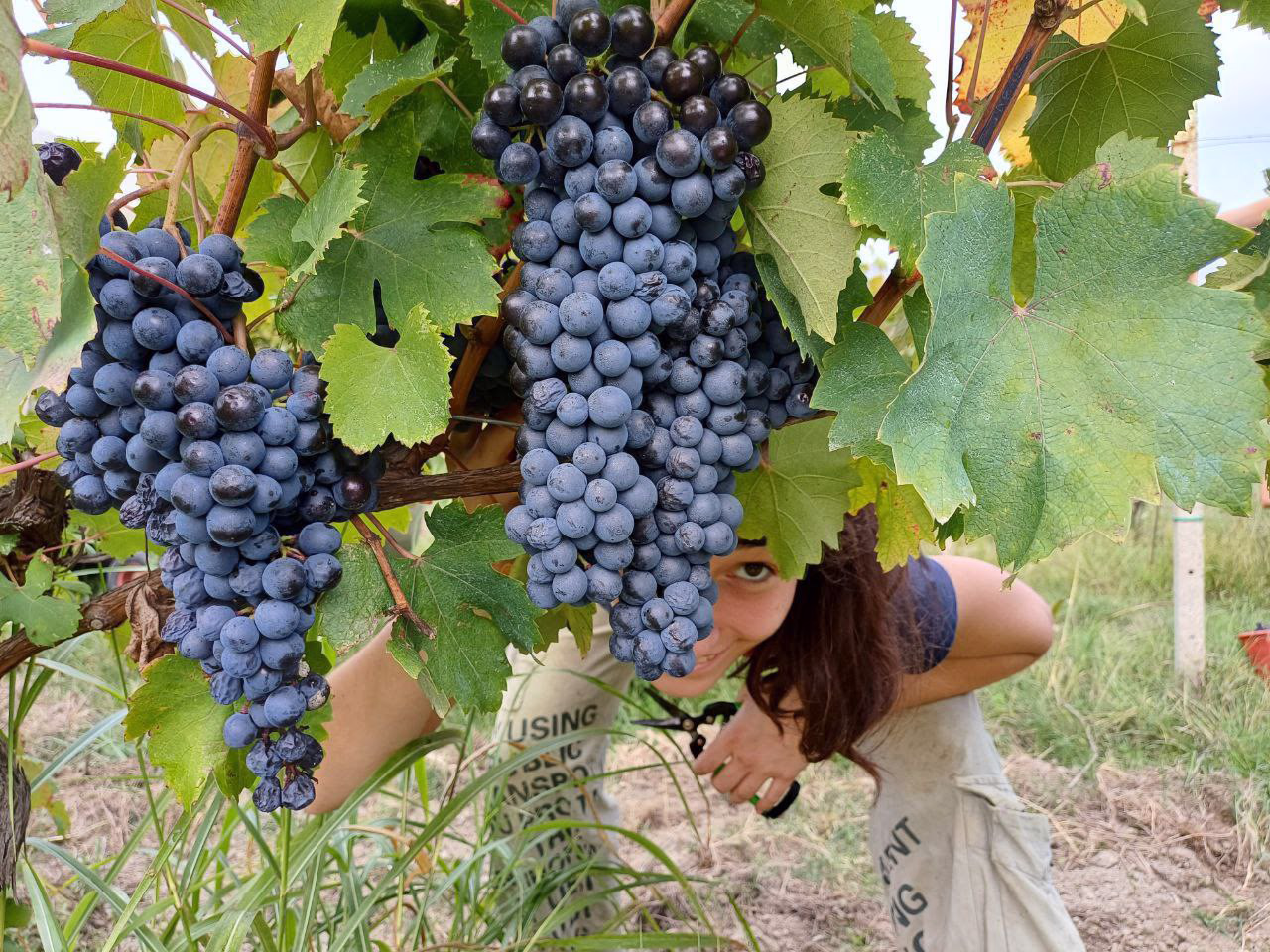 CTA STUDIO - Progetto di logo design per vini naturali