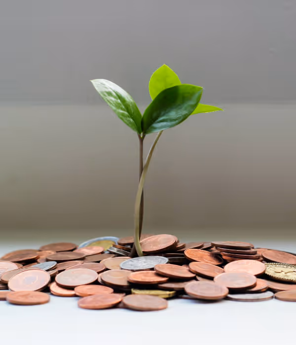 a plant growing growing from money