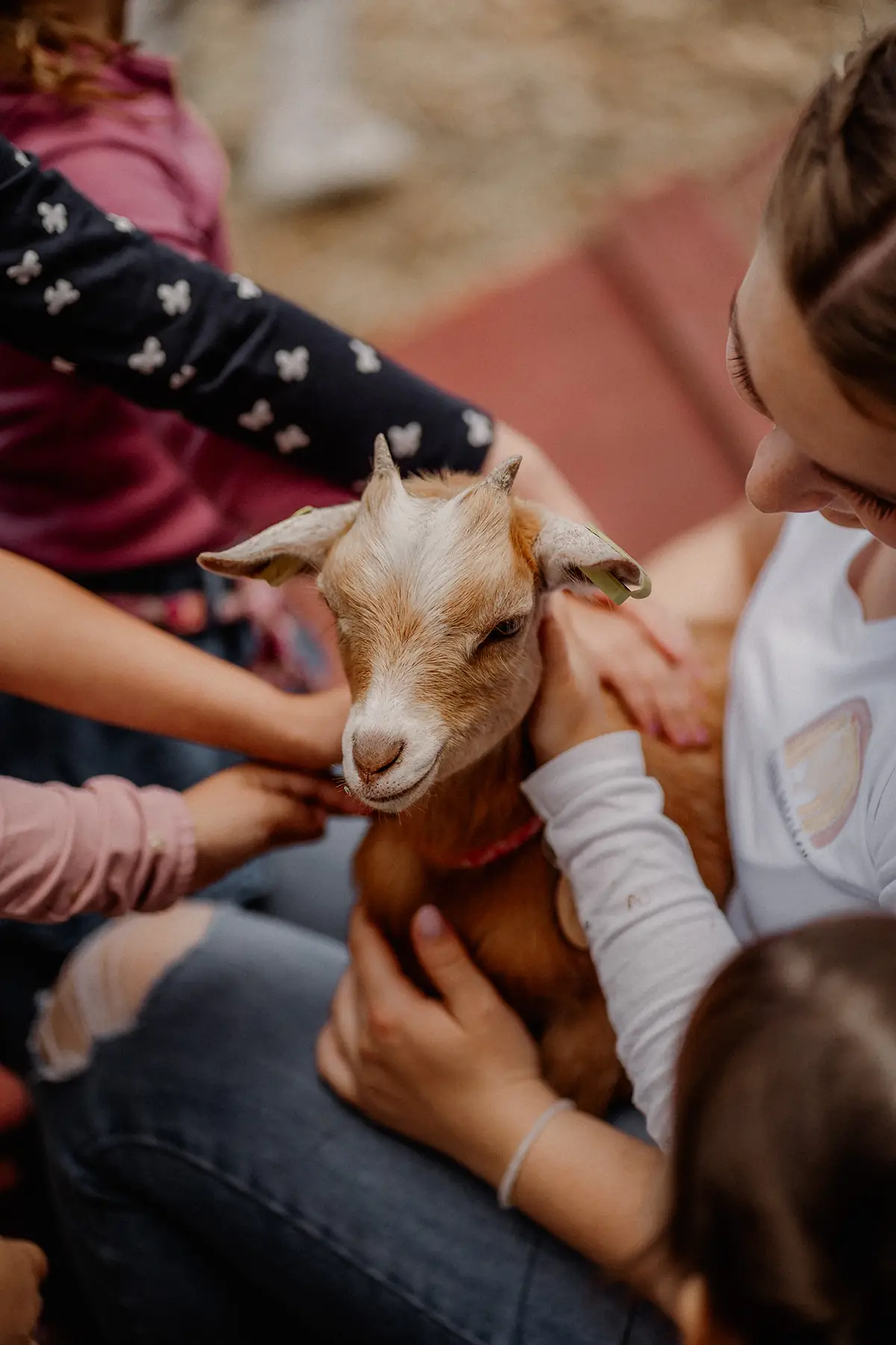 Kinder streicheln gemeinsam ein junges Ziegenlämmchen auf dem Arm