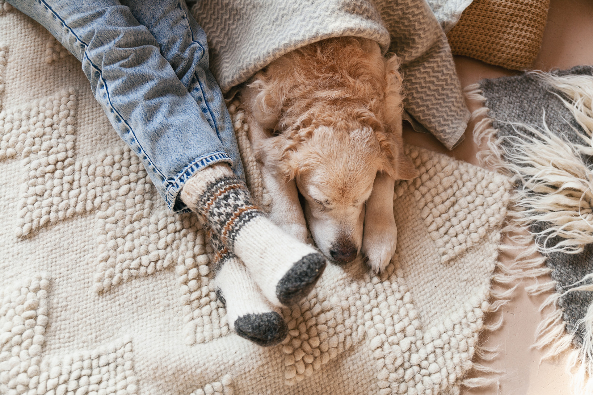 Dog lying on carpet