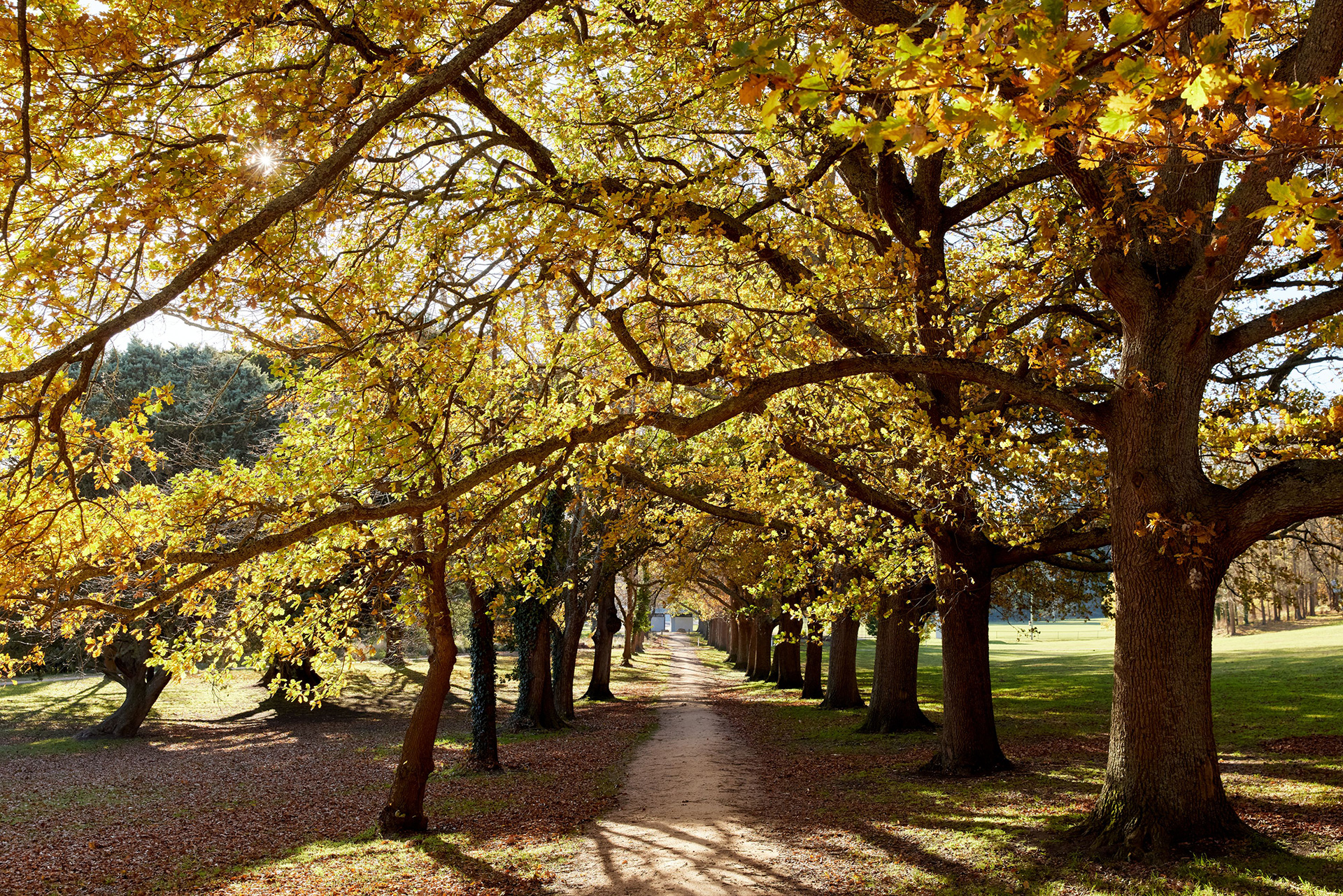 A country path with trees