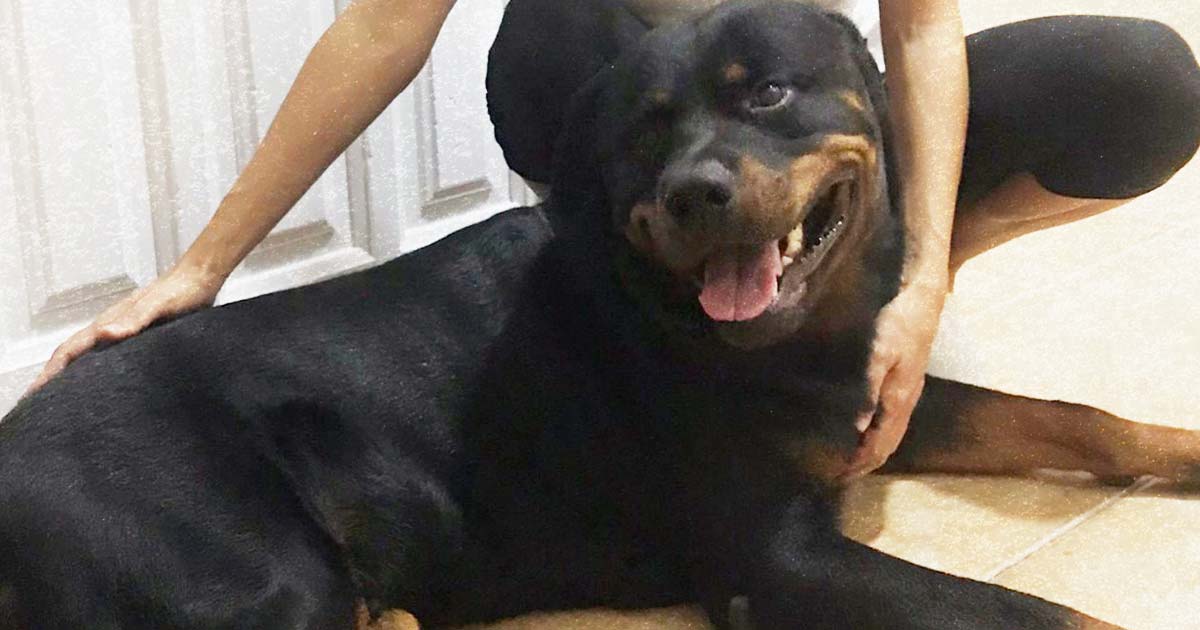 Apoyo complementario para el bienestar neurológico en animales Elche