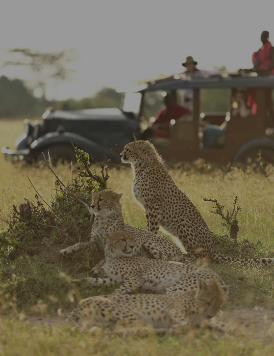 A group of cheetahs resting in golden savannah grass with guests observing from a vintage safari vehicle — the quintessential Kenyan safari experience.