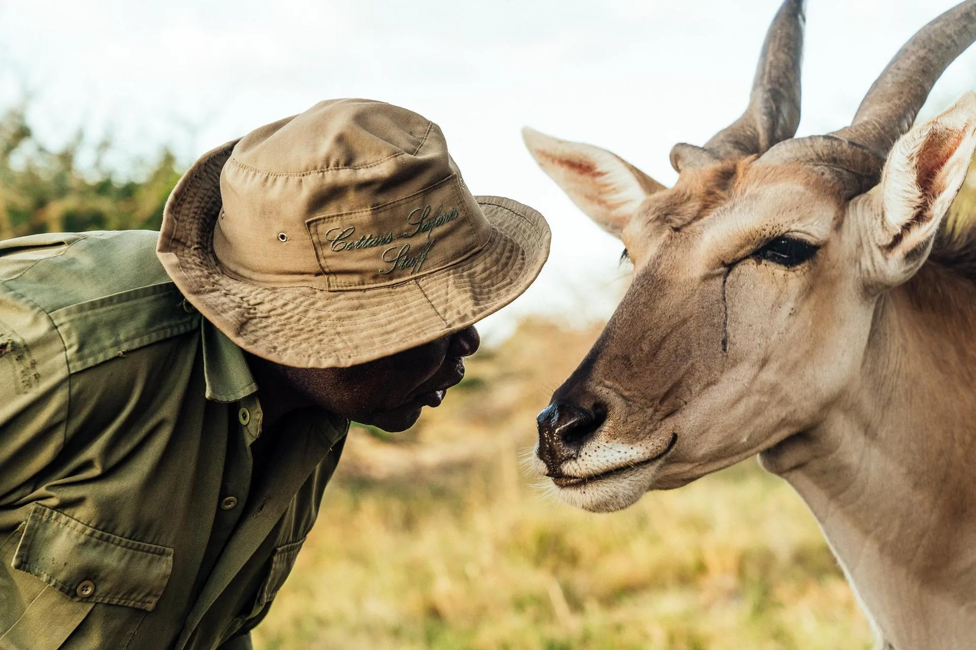 A tender interaction between a Cottar’s guide and an eland (a large antelope species). This image perfectly conveys the camp’s deep ethos of respect, empathy, and coexistence with wildlife.