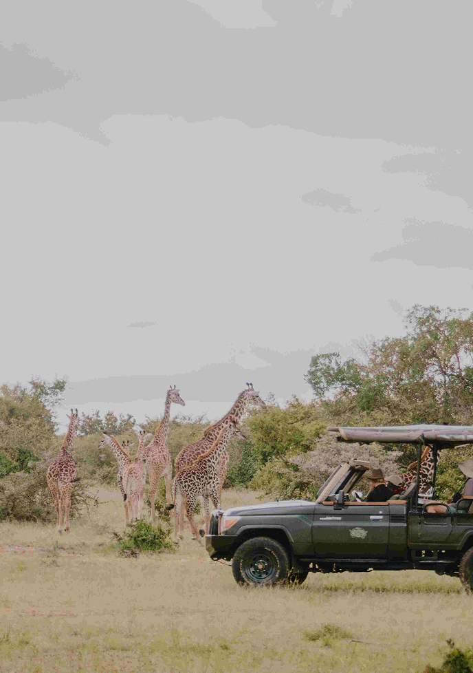 A safari vehicle parked on the grassy plains as a small herd of giraffes stands nearby under an overcast sky in the African wilderness.