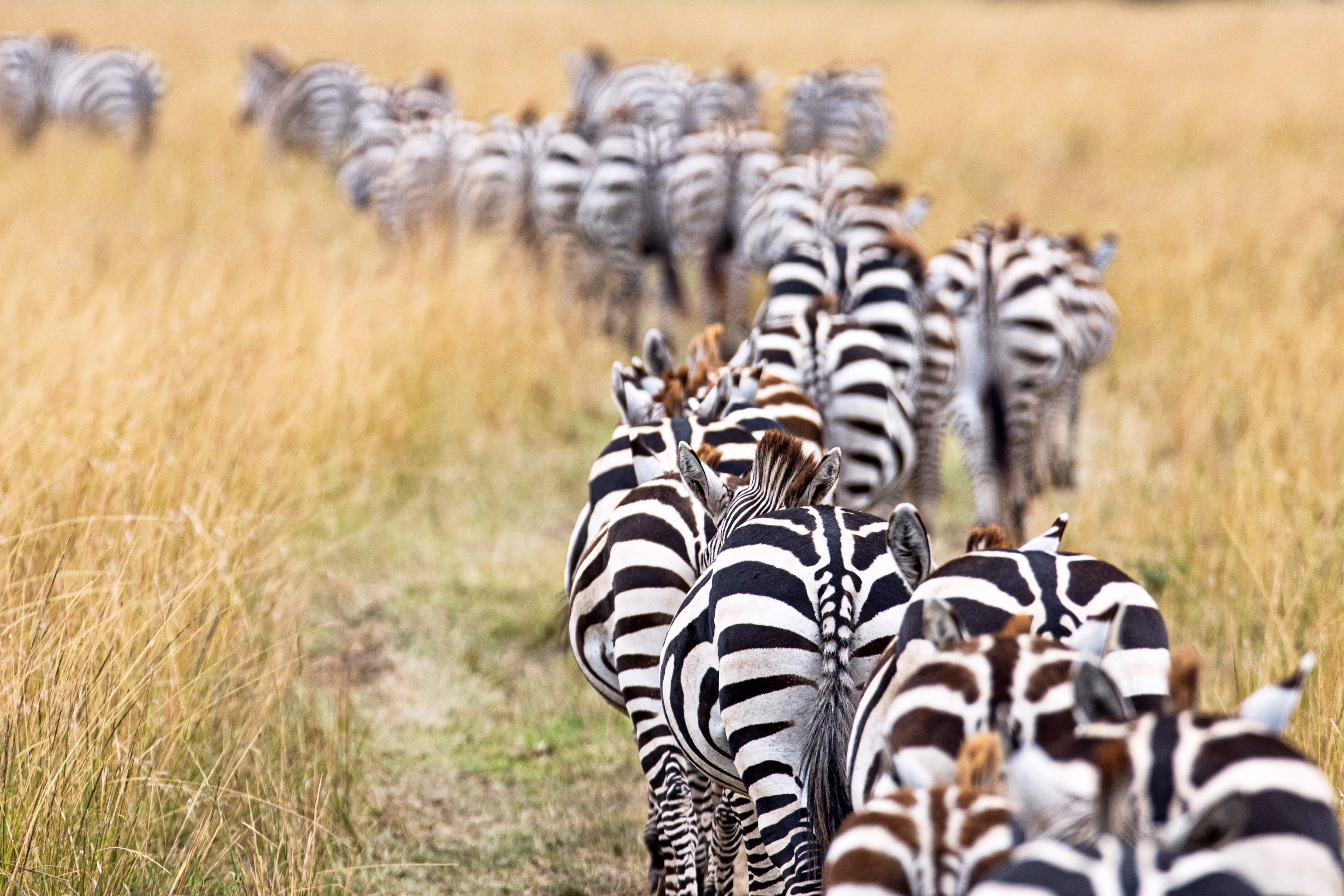 Herd of plains zebras walking in line through golden Maasai Mara grasslands.