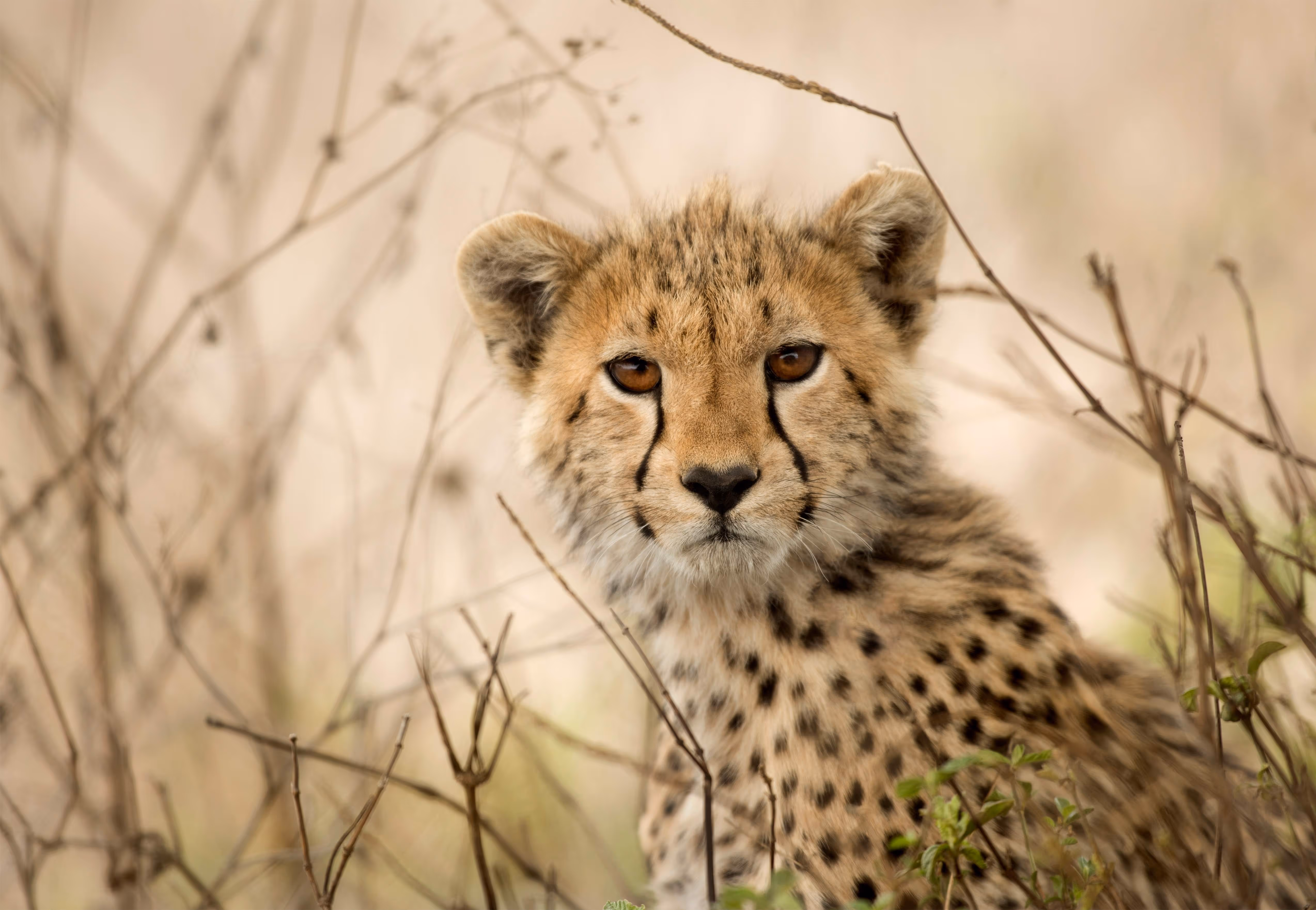 Close-up of a young cheetah cub watching alertly among dry savannah grass.