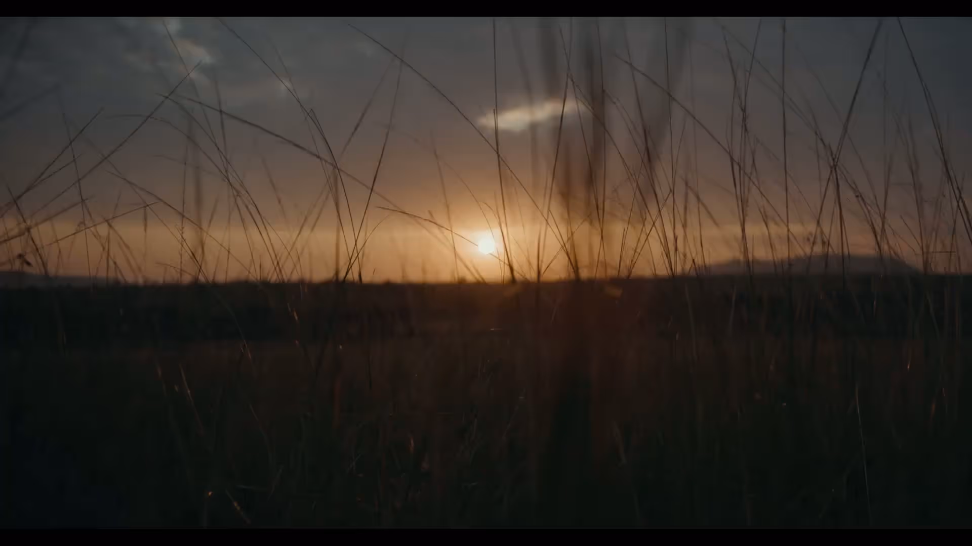 Sunset over a field with tall grass silhouetted against the orange sky.