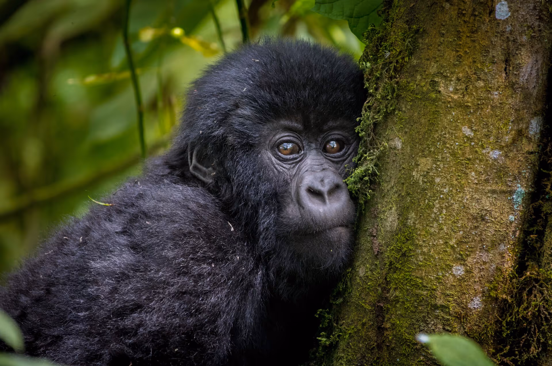  Infant mountain gorilla resting against a moss-covered tree in a Rwandan forest.