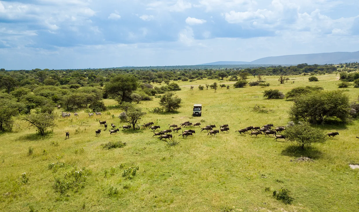 Wildebeest migration safari scene representing the Serengeti-Mara ecosystem in Kenya and Tanzania.