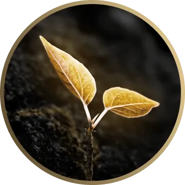 golden sprout plant growing from ground