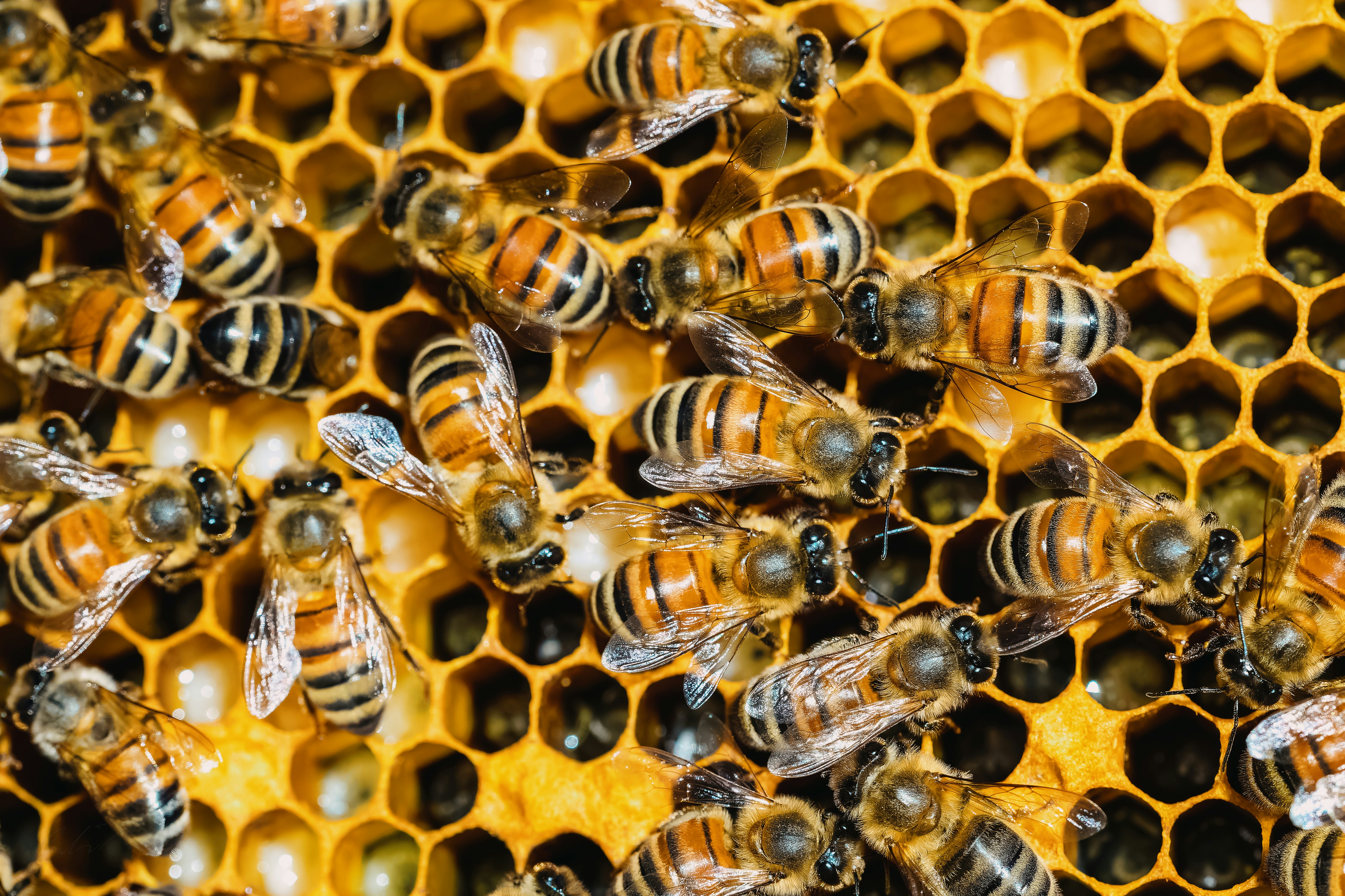 Honeybees working across a golden honeycomb inside a hive