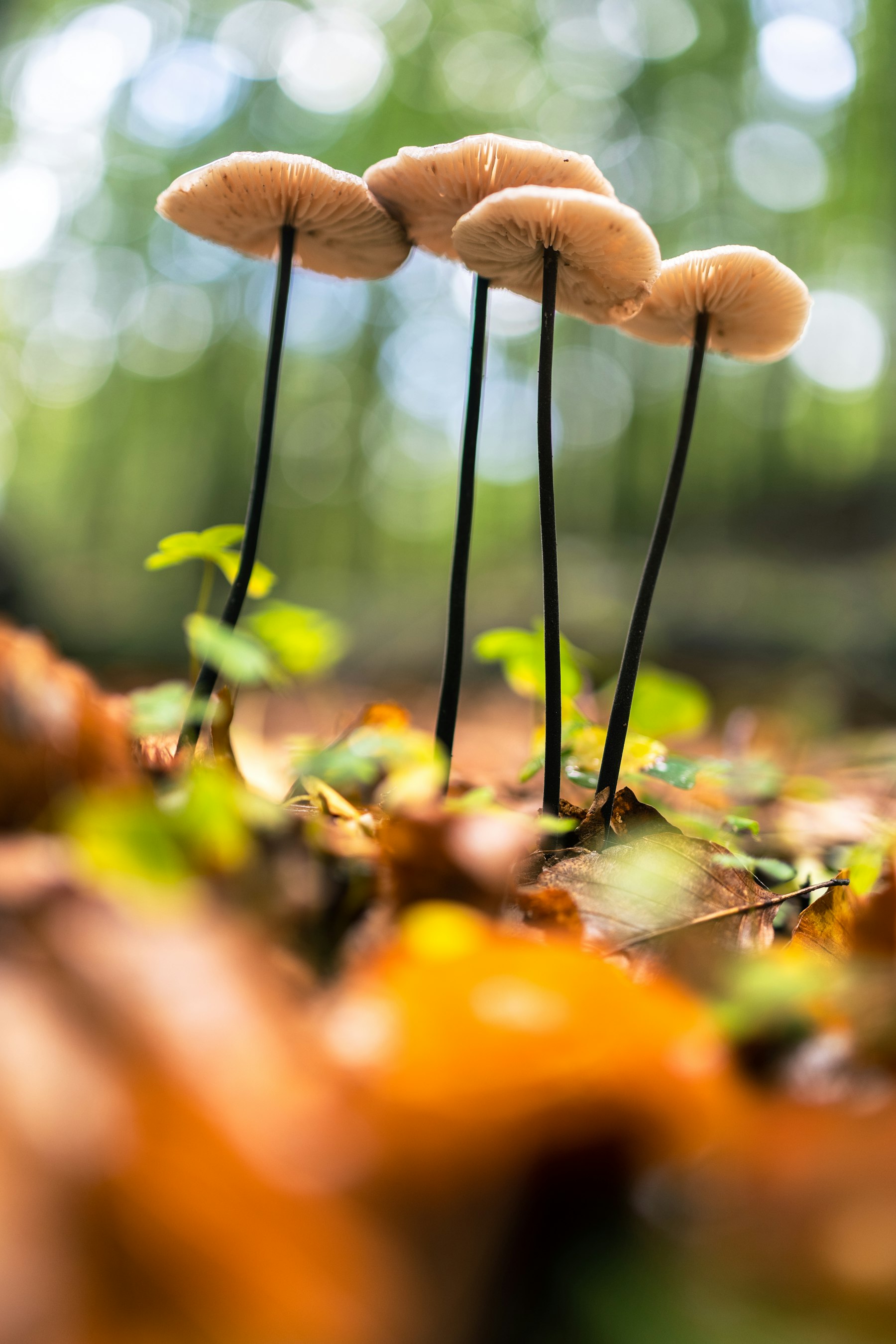 Close-up of mushrooms, one of the few plant foods that can provide vitamin D2