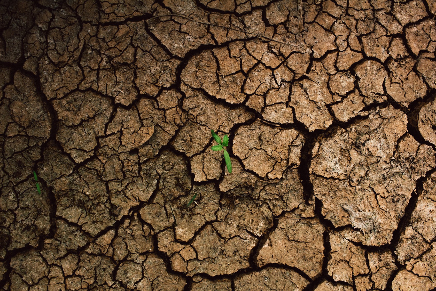 A green plant emerging from cracked dry earth, representing resilience during water scarcity