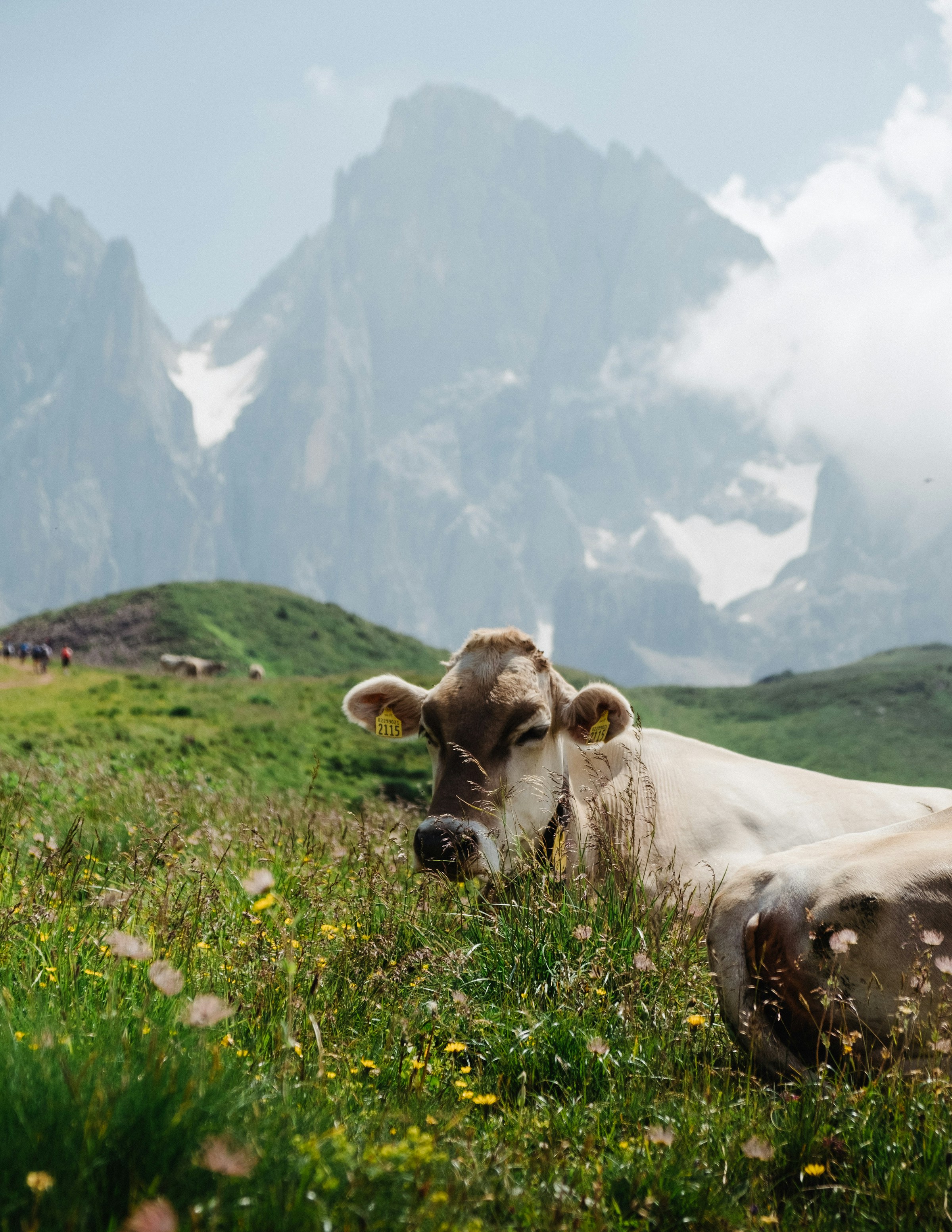 A cow standing in a green mountain pasture under a cloudy sky