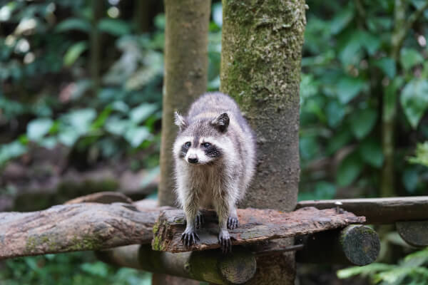 zoo-guadeloupe-raton-laveur-racoon-g04