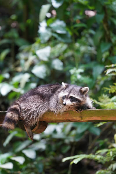 zoo-guadeloupe-raton-laveur-racoon-g05
