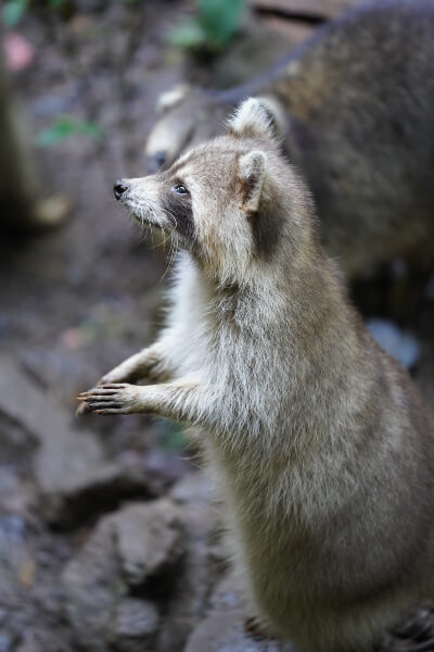 zoo-guadeloupe-raton-laveur-racoon-g03