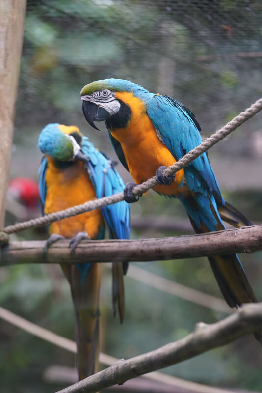 zoo-guadeloupe-oiseaux-ara-bleu-02