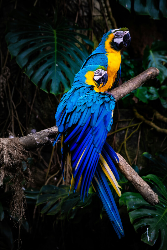 zoo-guadeloupe-oiseaux-ara-bleu-couple-08