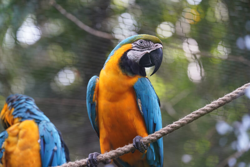 zoo-guadeloupe-oiseaux-ara-bleu-01