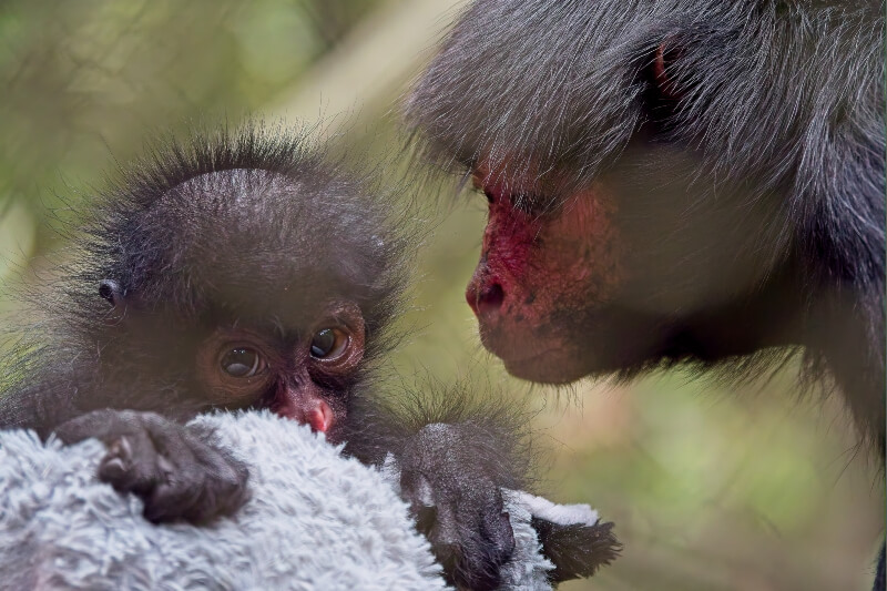 Singe Atèle à face rouge