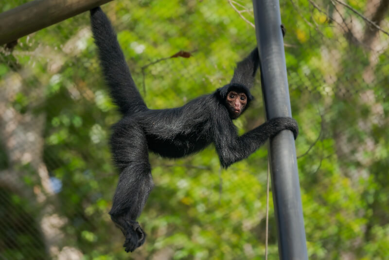 Singe Atèle à face rouge