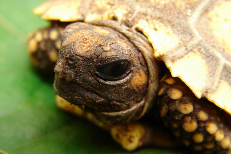 Yellow-footed tortoise