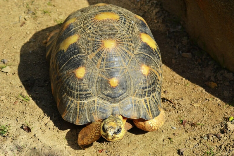 Yellow-footed tortoise