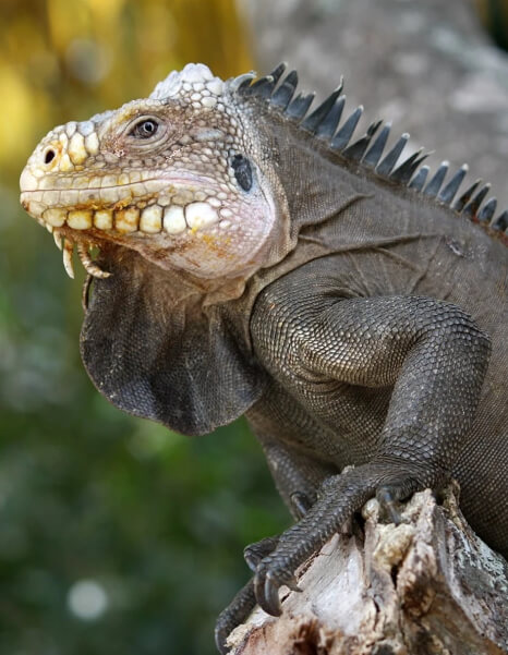 Reptiles