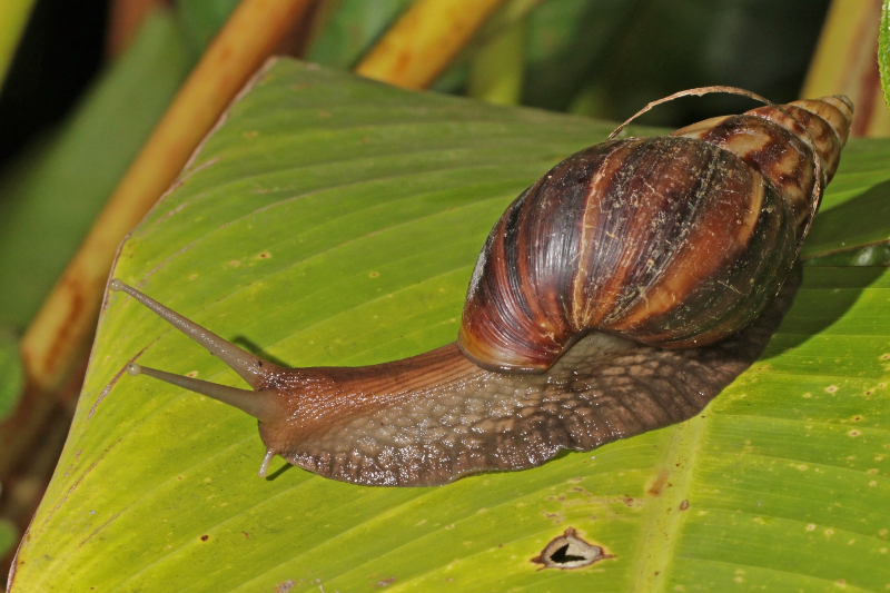 Achatine