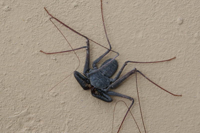 Tailless whip scorpion