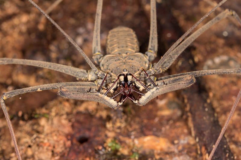 Tailless whip scorpion