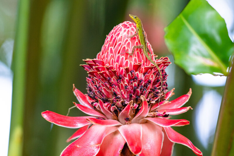 Guadeloupe Anole