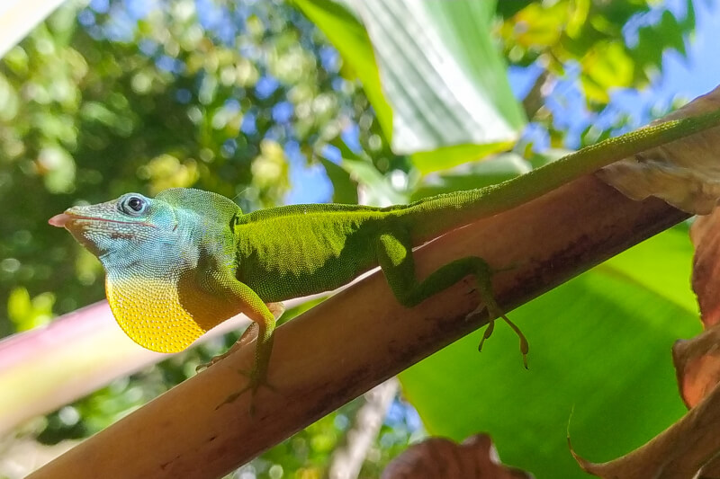 Guadeloupe Anole