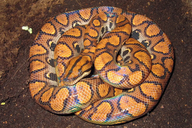Rainbow boa
