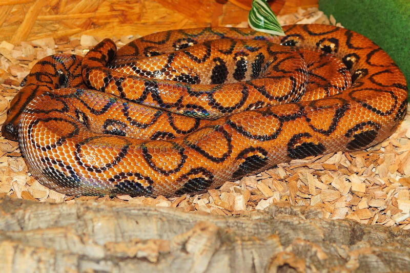 Rainbow boa