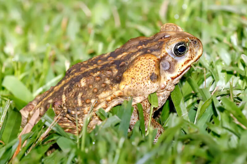 Cane toad